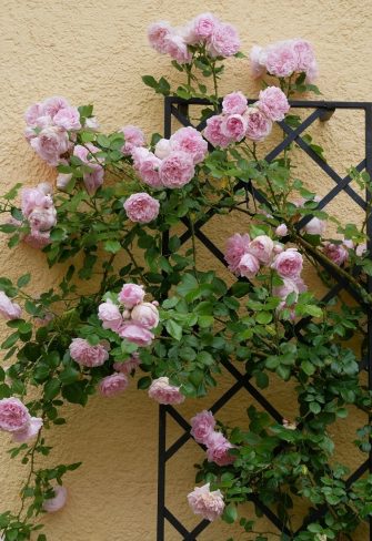 The De Rigueur Wall Trellis covered in climbing rose 'Sweet Laguna' in full bloom, in front of a yellow façade
