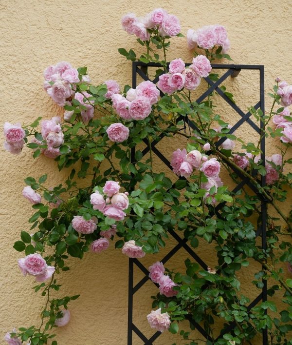 The De Rigueur Wall Trellis covered in climbing rose 'Sweet Laguna' in full bloom, in front of a yellow façade