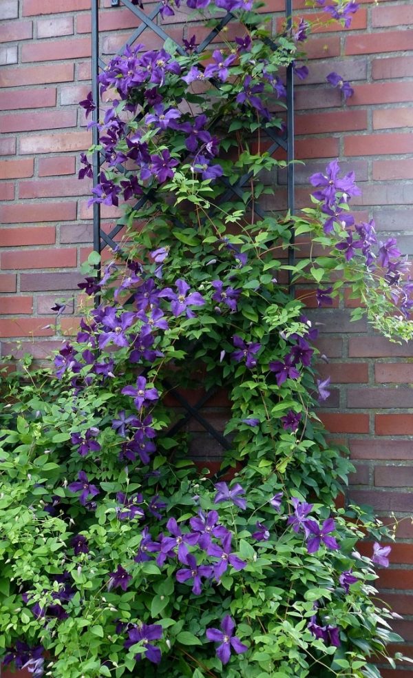 The Classic Garden Elements De Rigueur Wall Trellis in front of a brick wall and covered in blue clematis 'Polish Spirit'