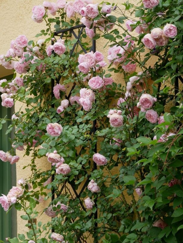 Climbing rose 'Sweet Laguna' growing happily up the Classic Garden Elements De Rigueur Wall Trellis in front of a yellow façade