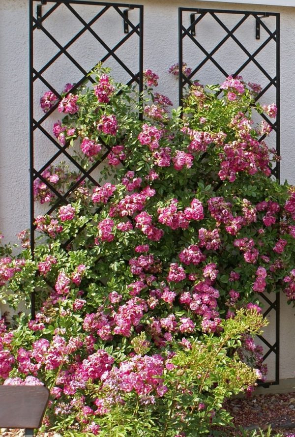 Classic Garden Elements De Rigueur Wall Trellis covered in pink climbing roses in the rose garden at Zweibrücken