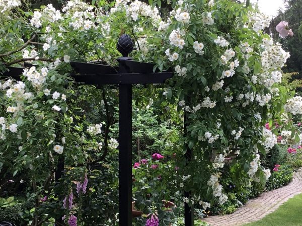 The Piemont Metal Pergola by Classic Garden Elements covered in rambling rose 'Bobbie James'