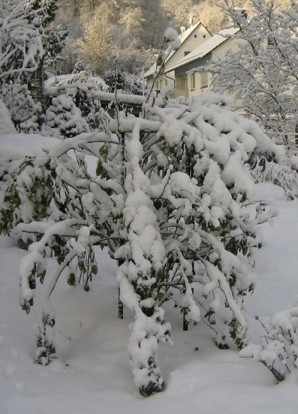 The Jean Vibert Plant Support with a shrub rose, covered in snow
