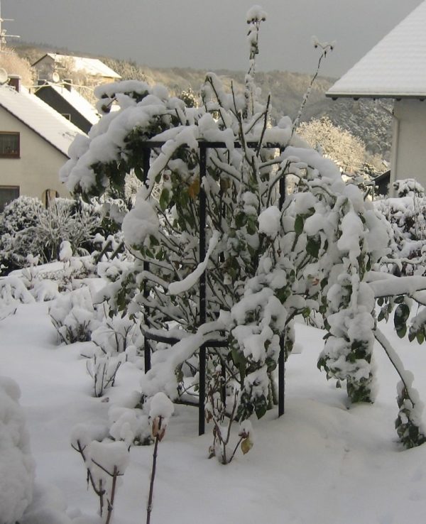 Snow-covered Jean Vibert Plant Support and shrub rose