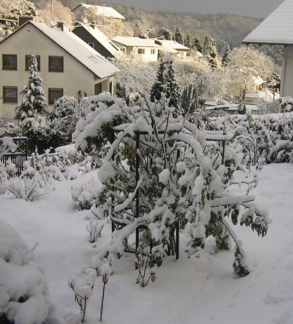 The Jean Vibert Plant Support by Classsic Garden Elements, covered in snow in winter