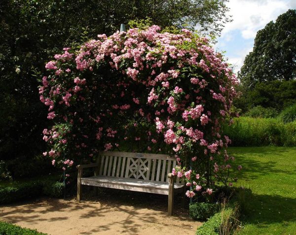 The stunning Victorian Rose Arbour covered in roses, creating a floral oasis above a garden bench