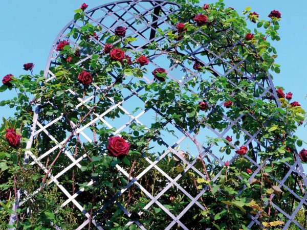 Close-up of the Villandry Rose Arbour by Classic Garden Elements covered in a red-flowering climbing rose