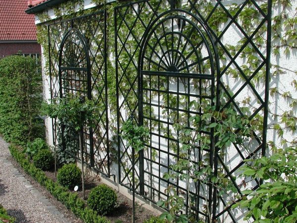 Treillage Metal Wall Trellis on a white garage wall with Virginia creeper growing up it