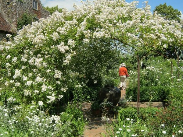 Climbing rose 'Rosa mulliganii' growing enthusiastically up and over The Sissinghurst Pavilion in Sissinghurst Gardens