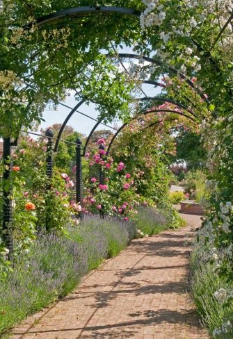 The St. Alban's Pergola by Classic Garden Elements covered in roses in full bloom, in St. Albans, near London