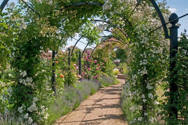 The St. Alban's Pergola by Classic Garden Elements covered in roses in full bloom, in St. Albans, near London