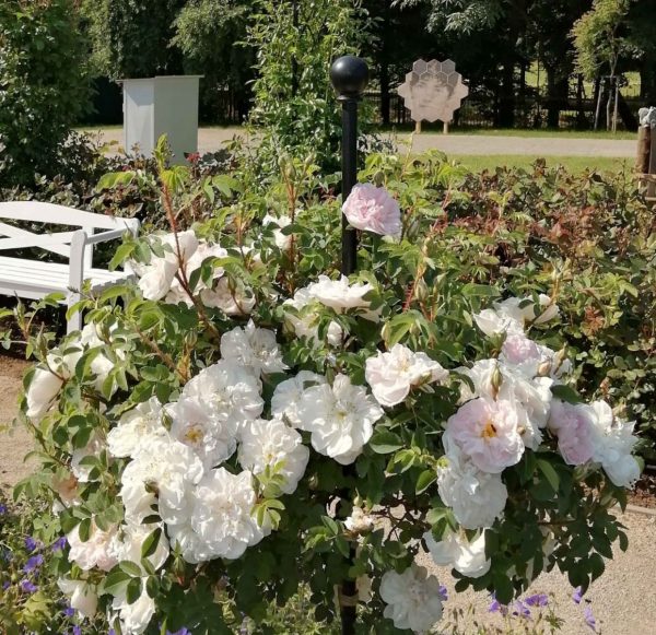 A Classic Garden Elements Jules Gravereaux Garden Stake supporting standard roses at the Dolná Krupá rosarium in Slovakia