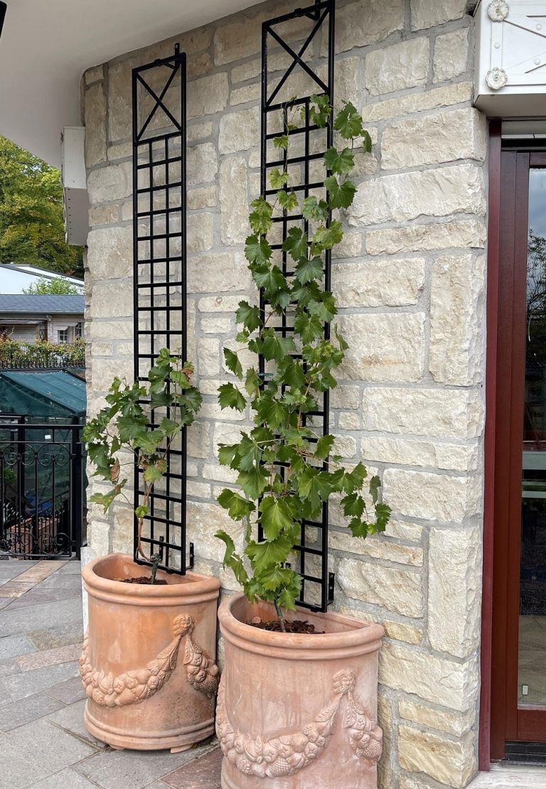 Espalier Metal Wall Trellis. Elegant, solid narrow wall trellis. Pack