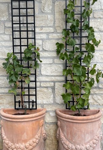 Front view of the Croome Espalier Trellis by Classic Garden Elements with terracotta pots and grapevines