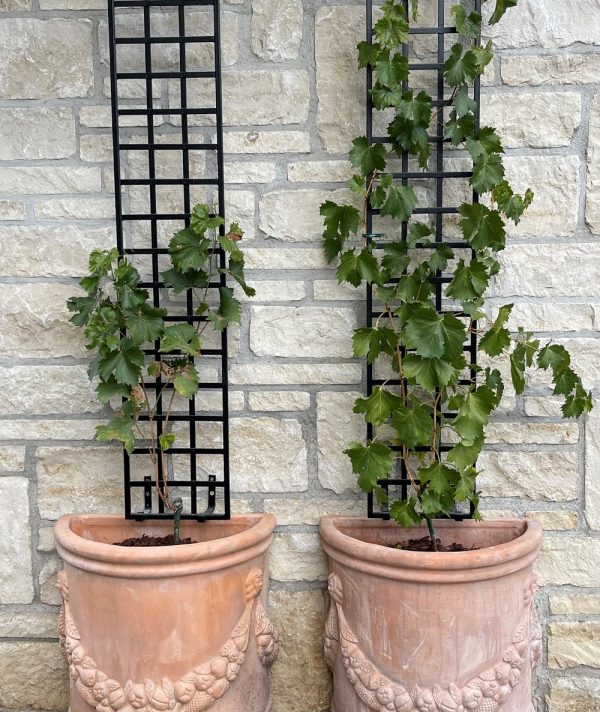 Front view of the Croome Espalier Trellis by Classic Garden Elements with terracotta pots and grapevines