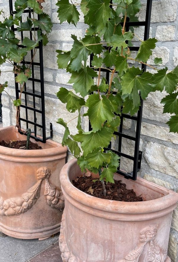 Close-up of the Croome Espalier Trellis by Classic Garden Elements on a terrace with terracotta pots and grapevines