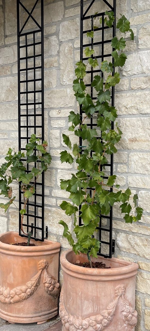The Croome Espalier Trellis by Classic Garden Elements on a terrace with terracotta pots and grapevines