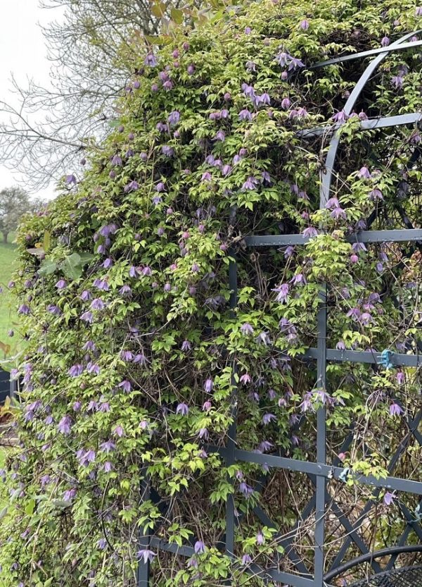 Classic Garden Elements' Victorian Rose Arbour covered in clematis