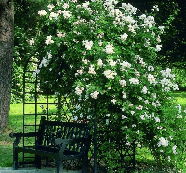 The Victorian Rose Arbour by Classic Garden Elements in Westfalenpark in Dortmund
