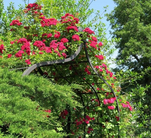 The Victorian Rose Arbour by Classic Garden Elements with the glorious rambling rose 'Chevy Chase' on a sunny day at the Europa-Rosarium Sangerhausen