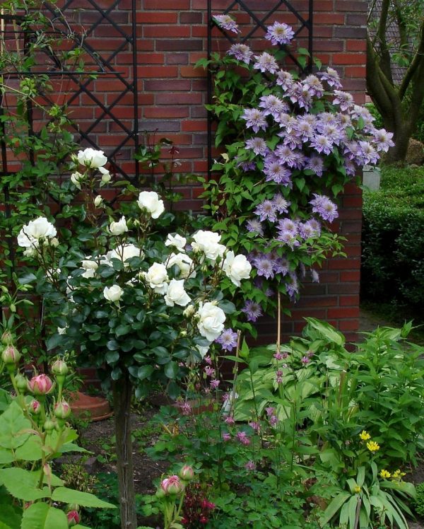 The De Rigueur Wall Trellis attached to a brick wall in a front garden and planted with clematis 'Crystal Fountain'
