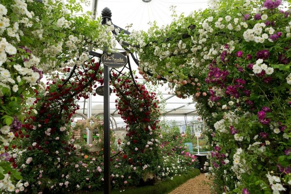 The Lyme Park Wedding Gazebo by Classic Garden Elements covered with pink and white roses at the Chelsea Flower Show
