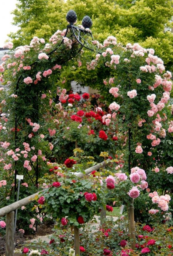 The Kiftsgate Victorian Rose Arch by Classic Garden Elements, covered in the glorious climbing rose 'Rosilia'