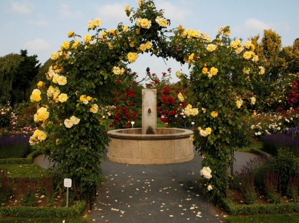 Kordes rose garden with fountain and Kiftsgate Victorian Rose Arch by Classic Garden Elements, covered in climbing rose 'Golden Gate'