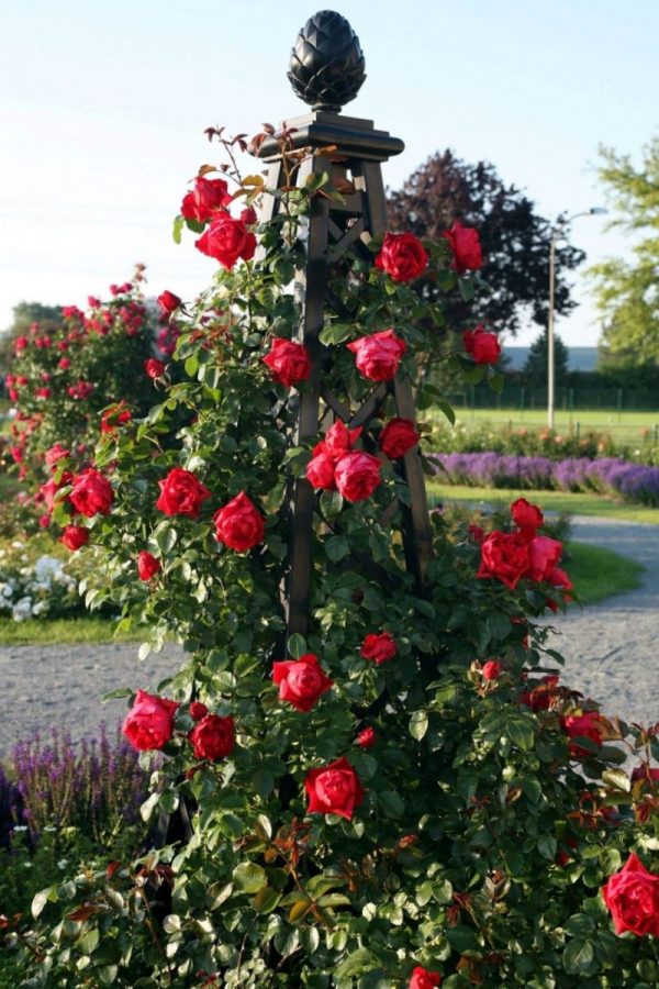 The Malmaison Pyramid Garden Obelisk by Classic Garden Elements with the red-flowering climbing rose 'Fiorentina'