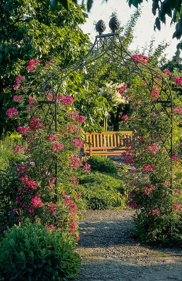 Climbing rose 'Maria Lisa' growing happily on a Classic Garden Elements Kiftsgate Victorian Rose Arch in the district teaching garden in Steinfurt