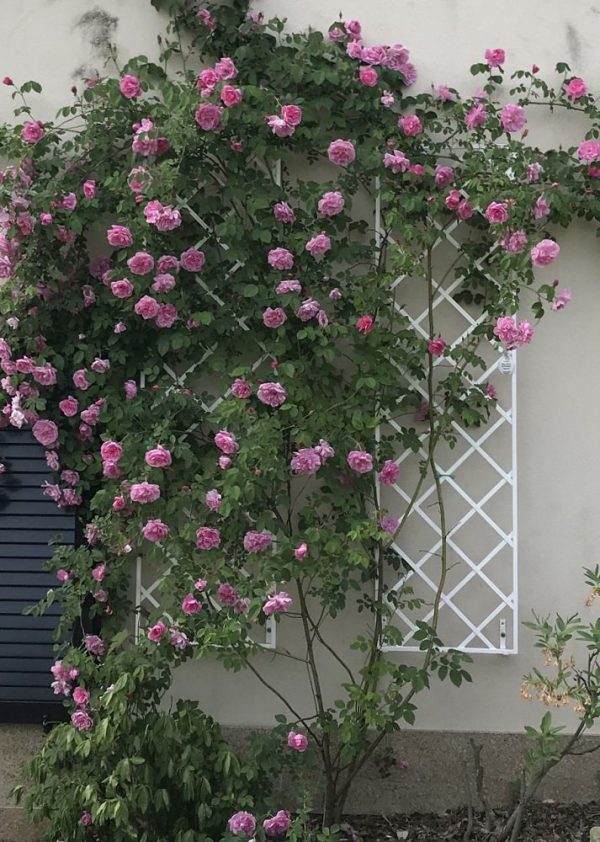 Rosa alpina and Rosa pendulina hybrid 'Mme Sancy de Parabère' growing happily on white De Rigeuer Wall Trellises mounted on a house wall