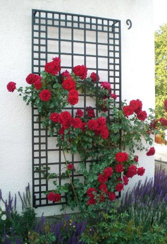 The exclusive Poundbury Metal Wall Trellis in black creating a striking contrast with the white house wall and red climbing rose 'Amadeus' by Kordes
