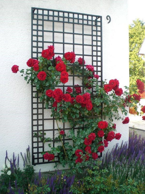 The exclusive Poundbury Metal Wall Trellis in black creating a striking contrast with the white house wall and red climbing rose 'Amadeus' by Kordes