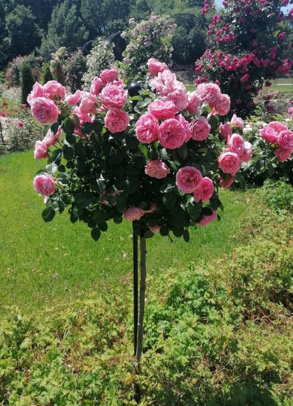 The 'Leonardo da Vinci' standard rose being supported by a Jules Gravereaux Garden Stake by Classic Garden Elements