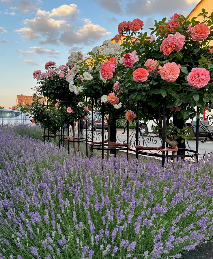 41+ Vorgarten Mit Rosen Und Lavendel, Warum das so ist und welche