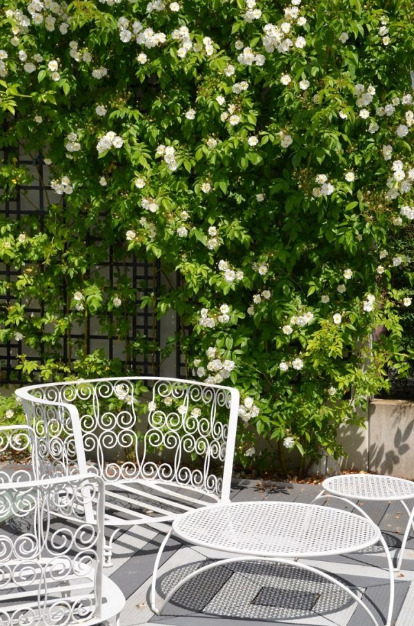 Rambling rose 'Bobbie James' covering the Poundbury Metal Wall Trellis, providing a stunning backdrop to an outdoor seating area