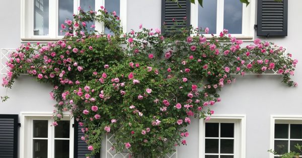White De Rigeuer Wall Trellises mounted on a house wall, covered in climbing rose 'Mme Sancy de Parabère'
