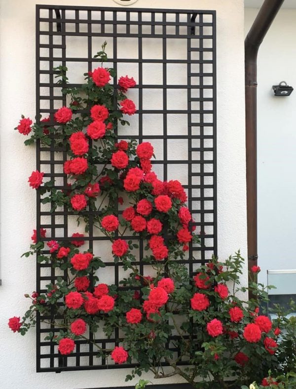 The exclusive Poundbury Metal Wall Trellis covered with red roses in full bloom