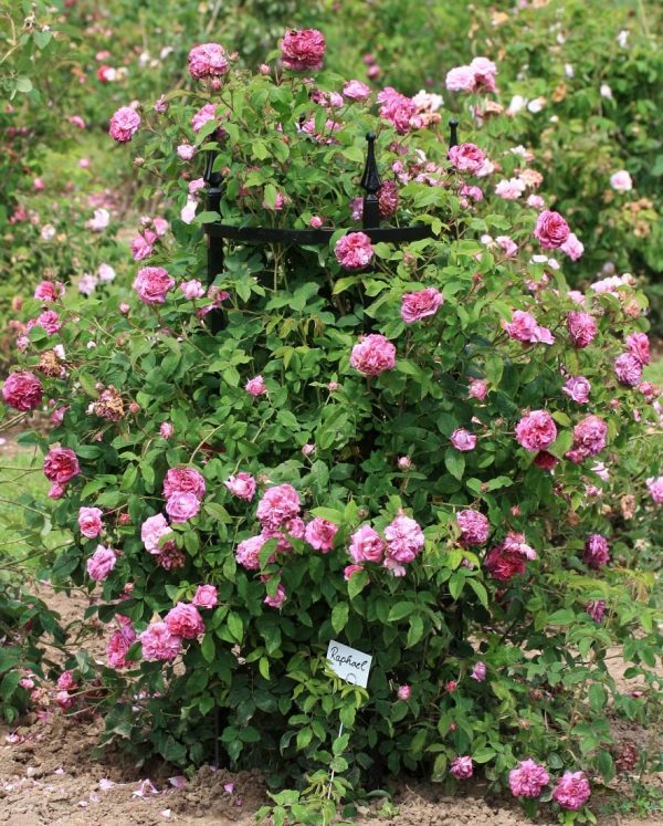Rose 'Raphael' almost completely covering the Rudolf Geschwind Rose Support by Classic Garden Elements