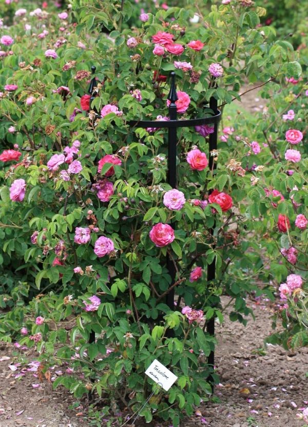 Rose 'Tricolore' growing up the Rudolf Geschwind Rose Support by Classic Garden Elements