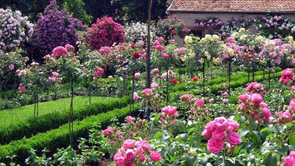 Standard roses being supported by metal garden stakes in a formal rose garden in France