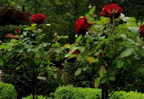 Classic Garden Elements garden stakes supporting dark red standard roses