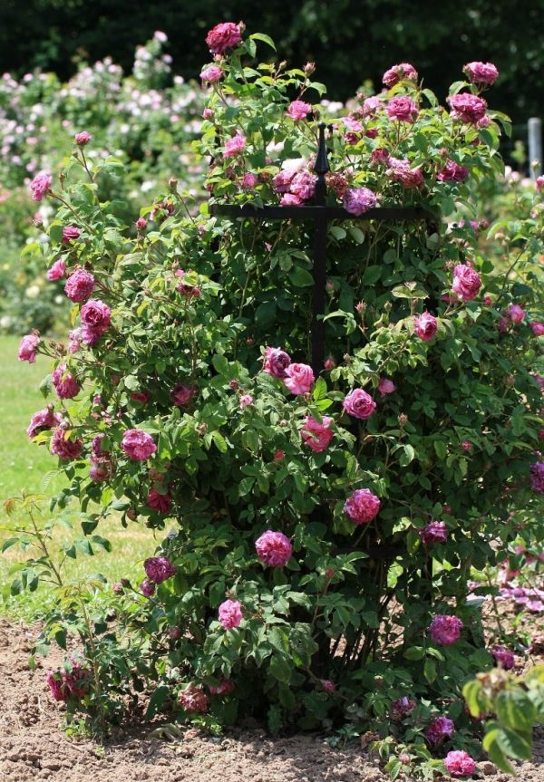 The Rudolf Geschwind Rose Support covered in pink roses at the rose park in Reinhausen