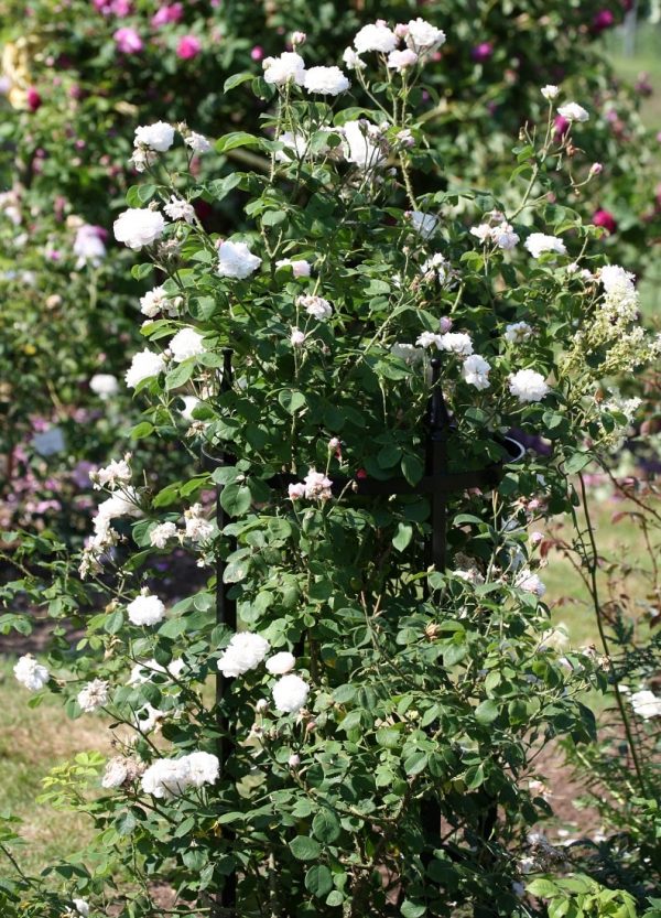 The Rudolf Geschwind Rose Support by Classic Garden Elements, the ideal support for old, sprawling roses