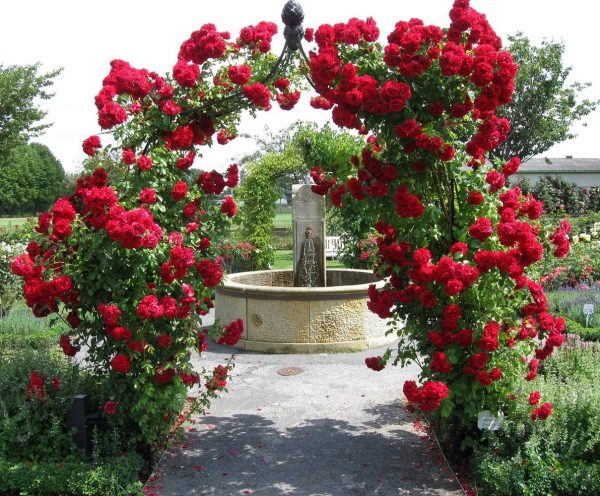 The Kiftsgate Victorian Rose Arch by Classic Garden Elements, covered in climbing rose 'Amadeus' by Kordes, near fountain