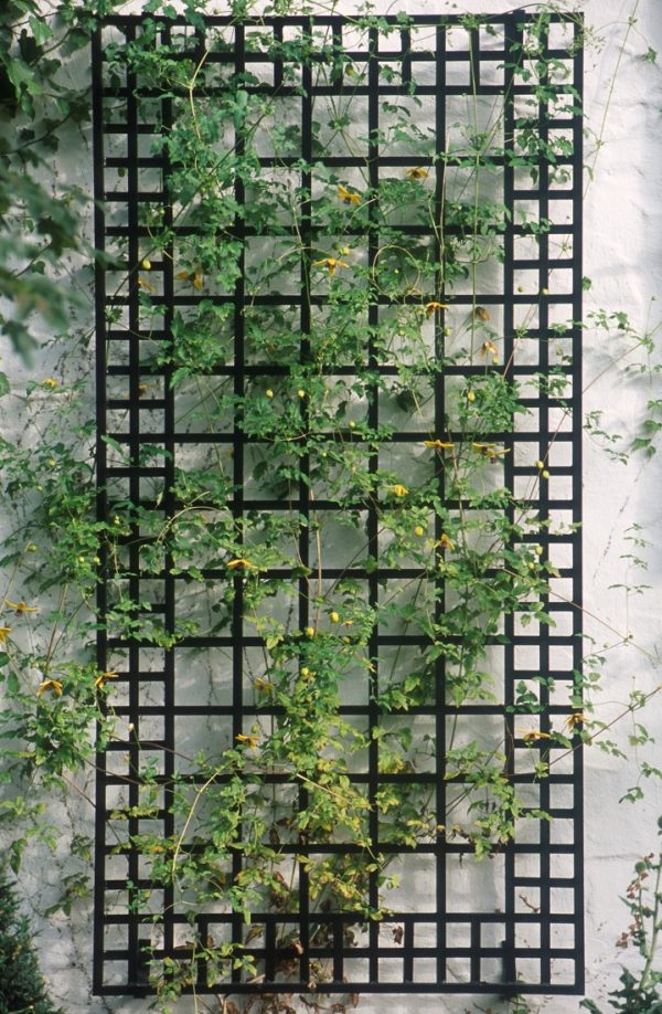 The exclusive Poundbury Metal Wall Trellis covered with clematis