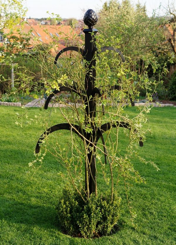 Hannibal Garden Obelisk in spring, supporting a rambling rose